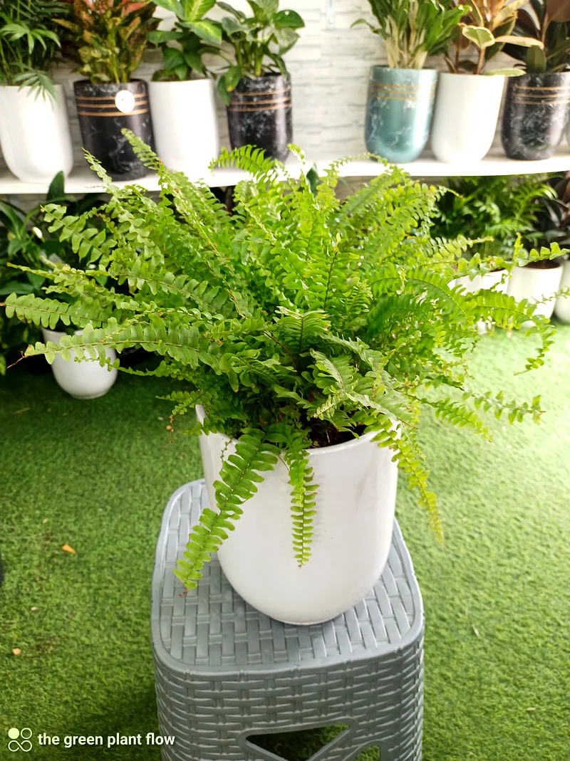 Boston Fern indoor plants63219824133249111