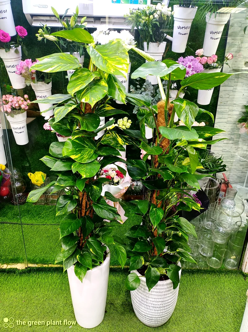 Indoor Money plant63219824119427111
