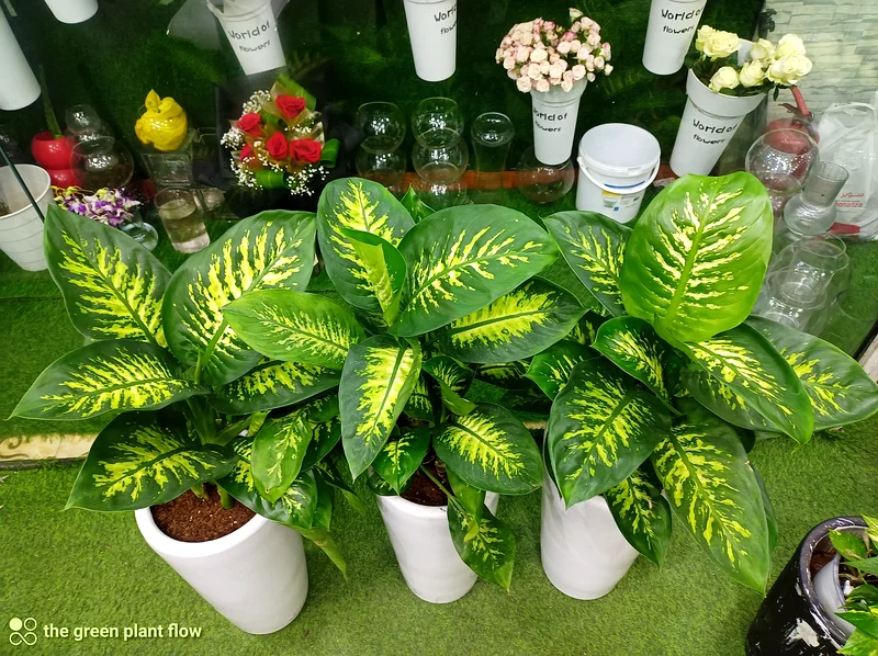 Dieffenbachia indoor plant63219824088449111