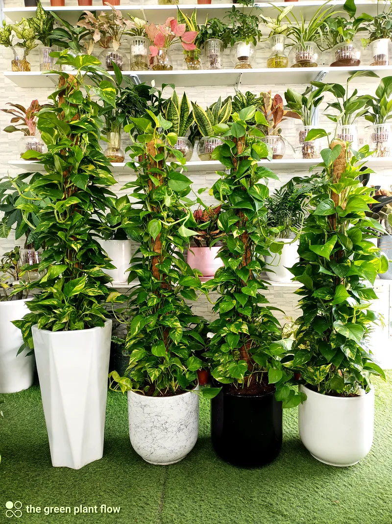 Indoor Money plant63219824119427112