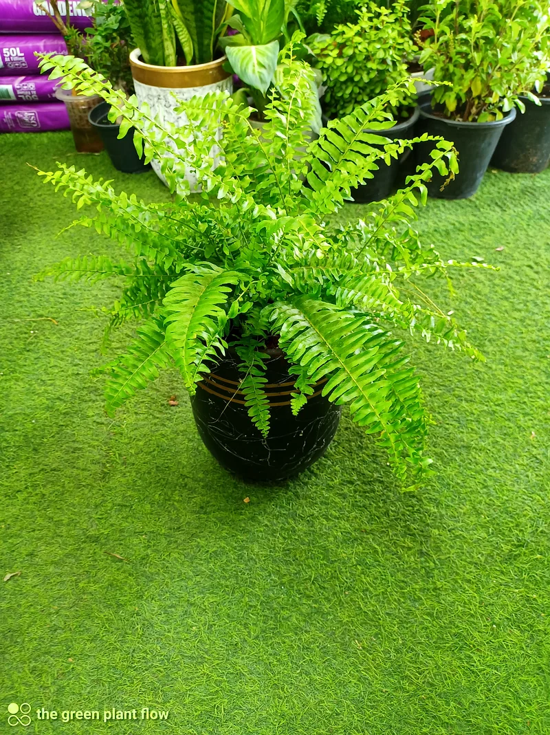 Boston Fern indoor plants63219824133249112