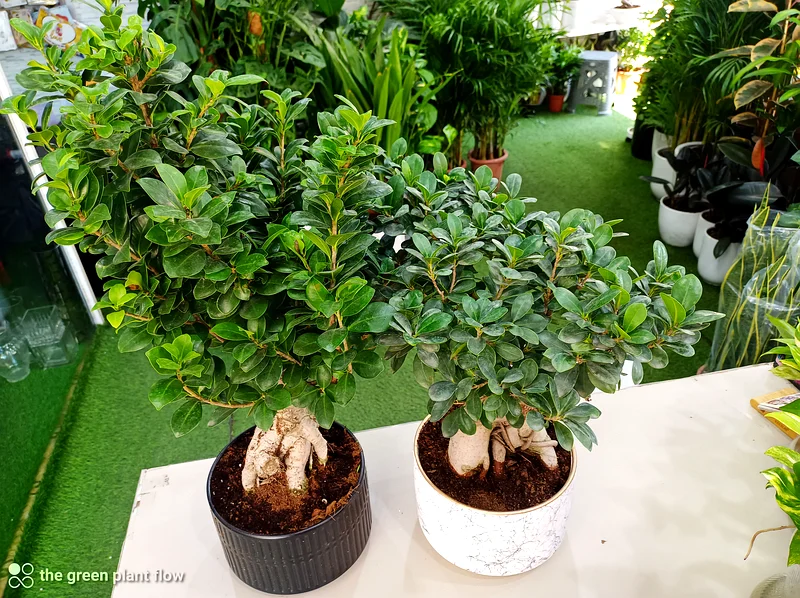نبات الزينة الداخلي بونساي63220326467330112
