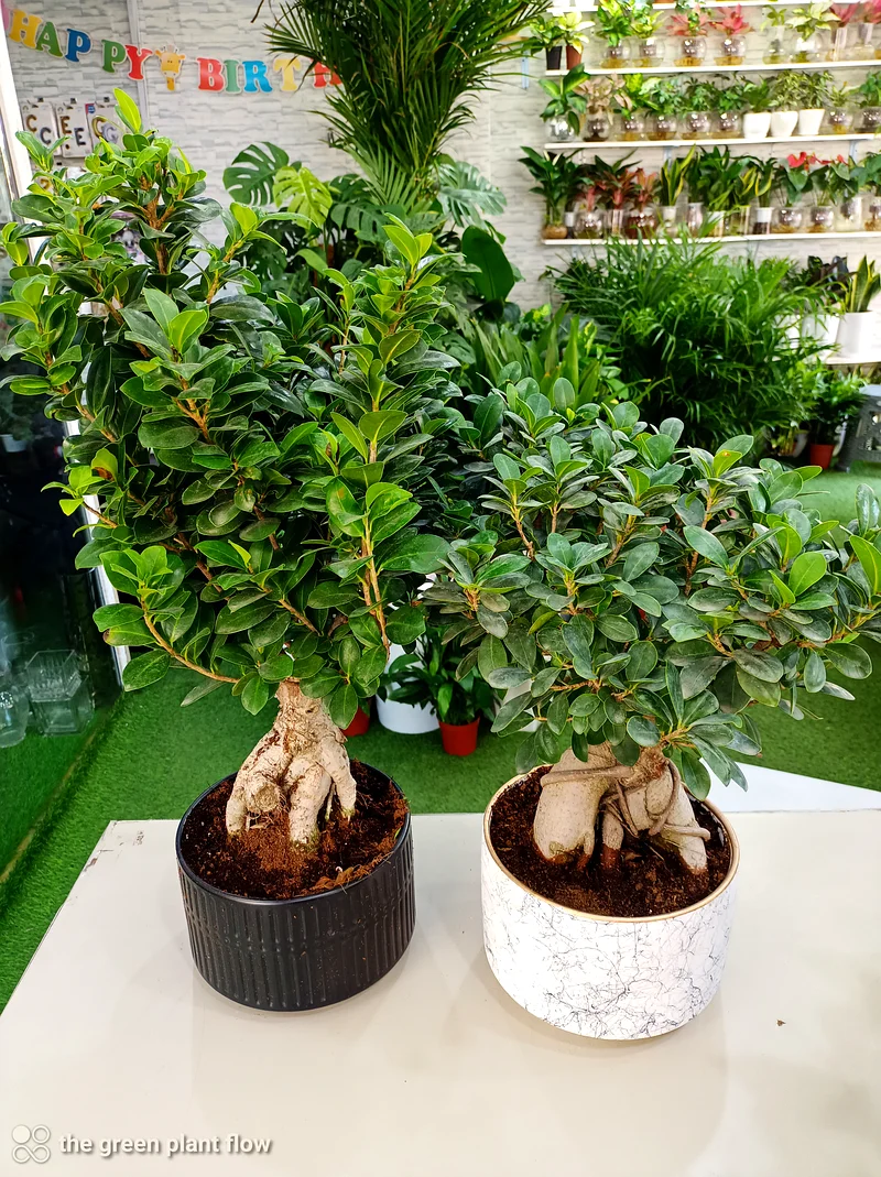 نبات الزينة الداخلي بونساي63220326467330110