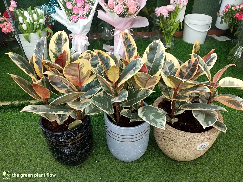 Variegated rubber plant63220326488065111