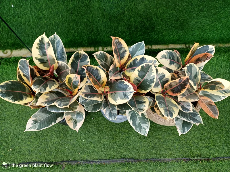 Variegated rubber plant63220326488065112