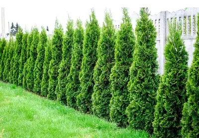 Ficus Trees Plant in Garden out door décor