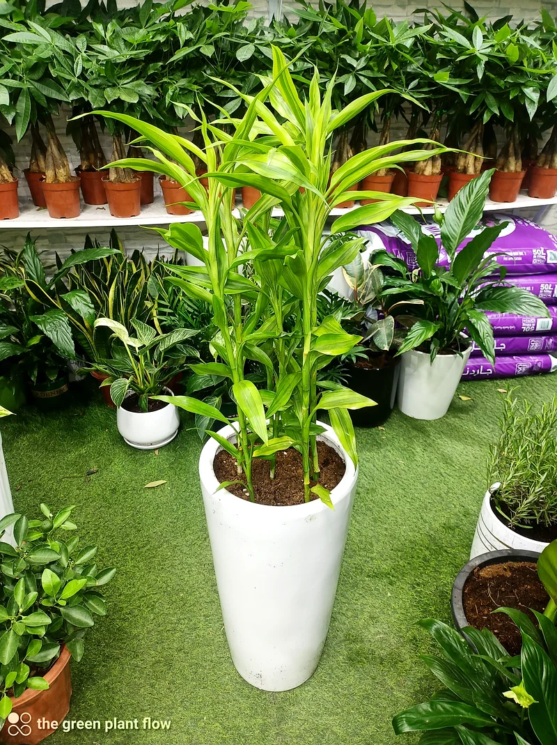 نباتات دراسينا ساندريانا الداخلية63219337145857111