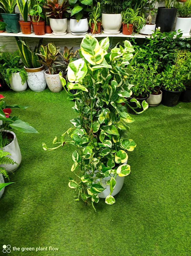 نباتات داخلية لا تحتاج إلى ضوء الشمس63221349385218112
