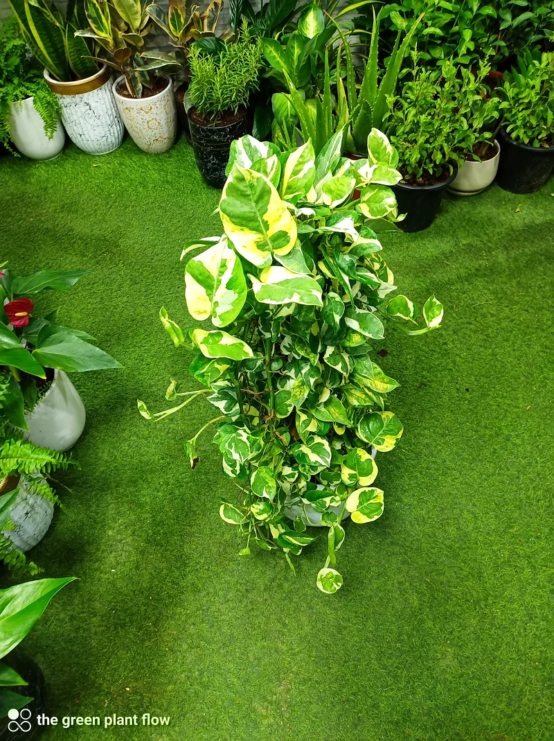 نباتات داخلية لا تحتاج إلى ضوء الشمس63221349385218111