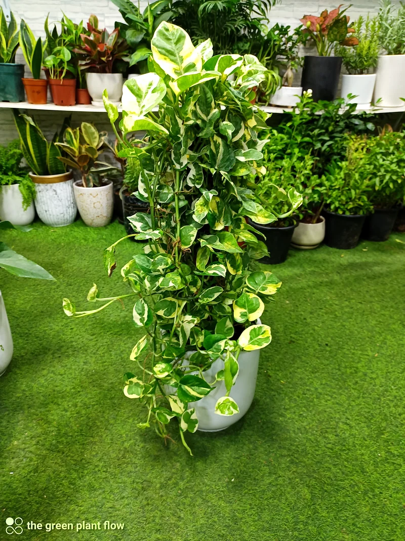 نباتات داخلية لا تحتاج إلى ضوء الشمس63221349385218110