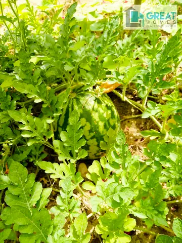 Studios/normal Rooms/ac & Dewa Included