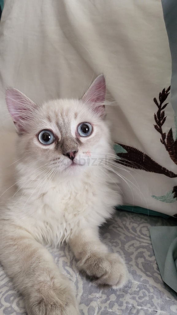 RARE HIMALAYAN/ Ragdoll Kitten | dubizzle