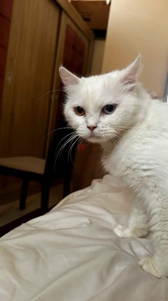 Mixed eye color female cat for free adoption
