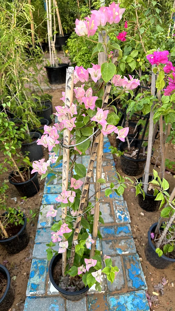 Bougainvillea ~ Red ~ Coco Ice63189120472065111
