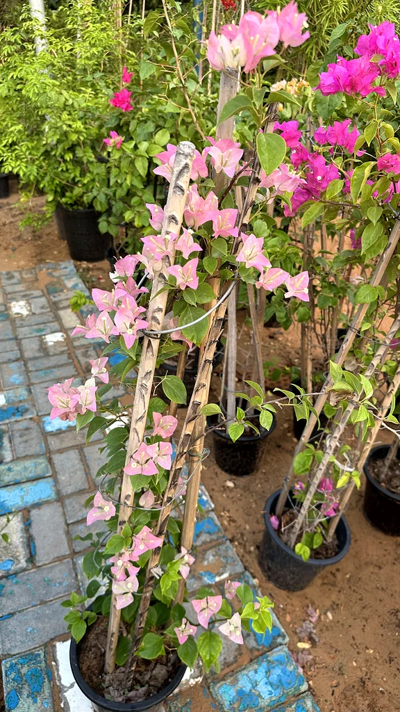 Bougainvillea ~ Red ~ Coco Ice63189120472065113