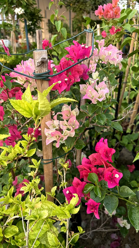 Bougainvillea ~ Red ~ Coco Ice63189120472065114