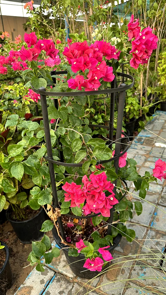 Bougainvillea ~ Red ~ Coco Ice63189120472065112
