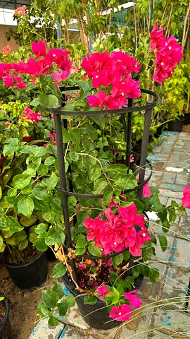 Bougainvillea ~ Red ~ Coco Ice