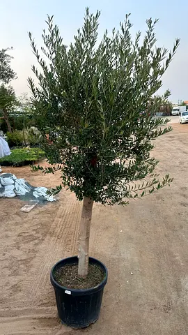 Olive Tree ~ Spain ~ 1.8/2m