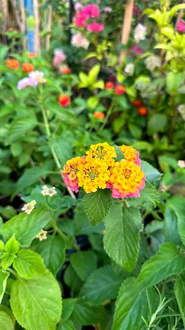 Lantana Camara ~ Outdoor