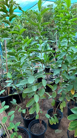Guava Pakistani ~ 1m