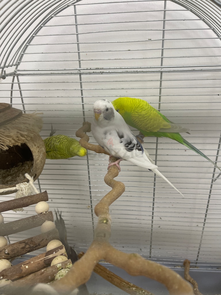 Parrot With Beautiful Cage 