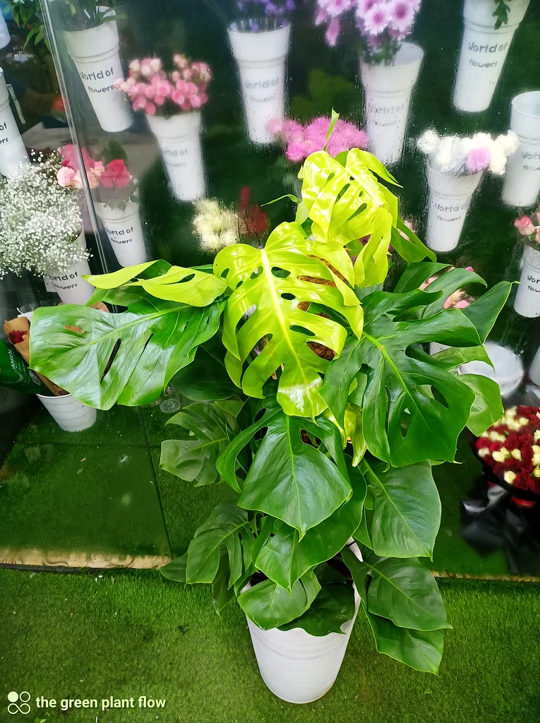 نباتات المونستيرا الداخلية63219337103873112