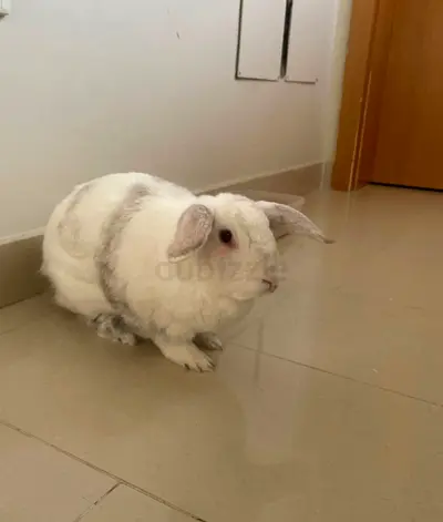 Rabbits & Rodents for adoption in All Cities (UAE) - Find Rabbits ...