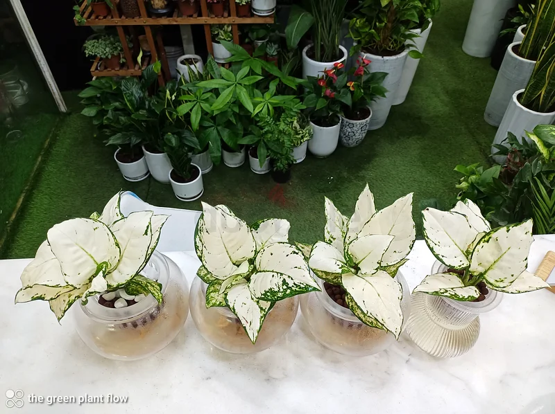 نباتات الأغلاونEMA البيضاء خالية من الصيانة63221349371777112