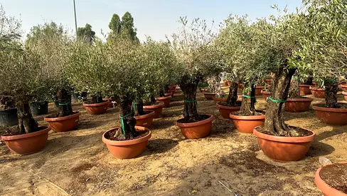 Olive Bonzai Tree ~ Spain