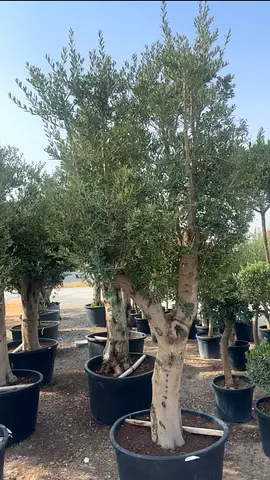 Olive Tree ~ Spain