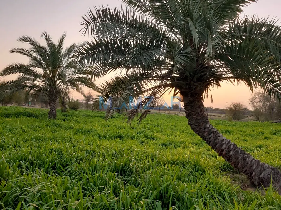Land Special farm for sale Good location Good price Al Ain