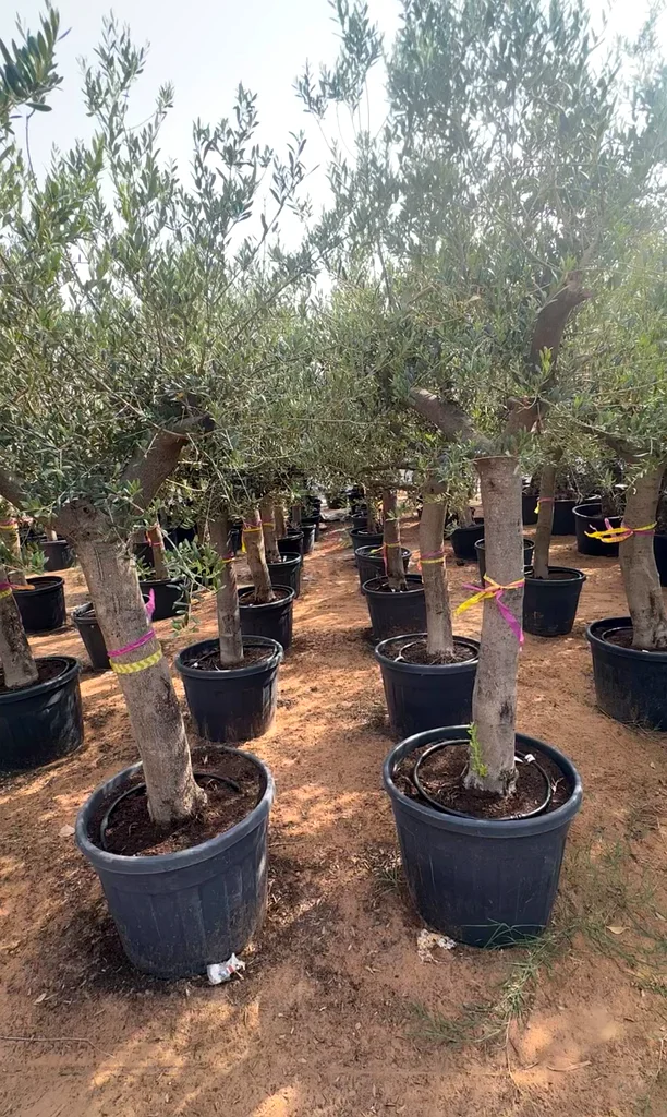Olive Tree ~ Spain63220326274307112