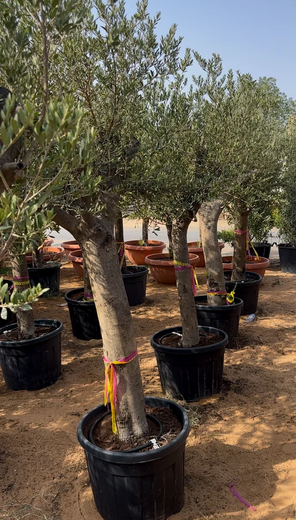 Olive Tree ~ Spain63220326274307113