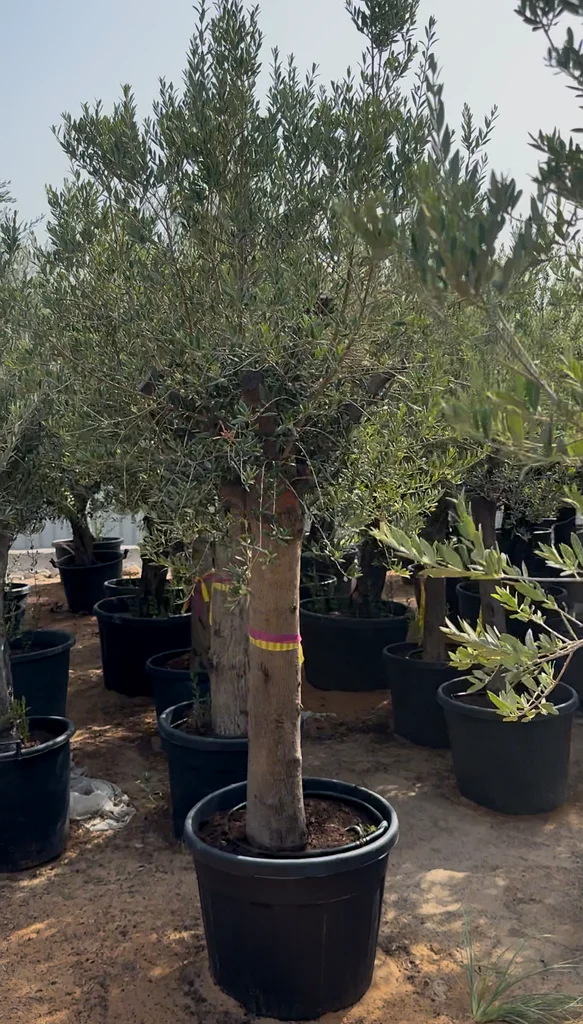 Olive Tree ~ Spain63220326274307111