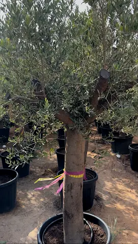 Olive Tree ~ Spain