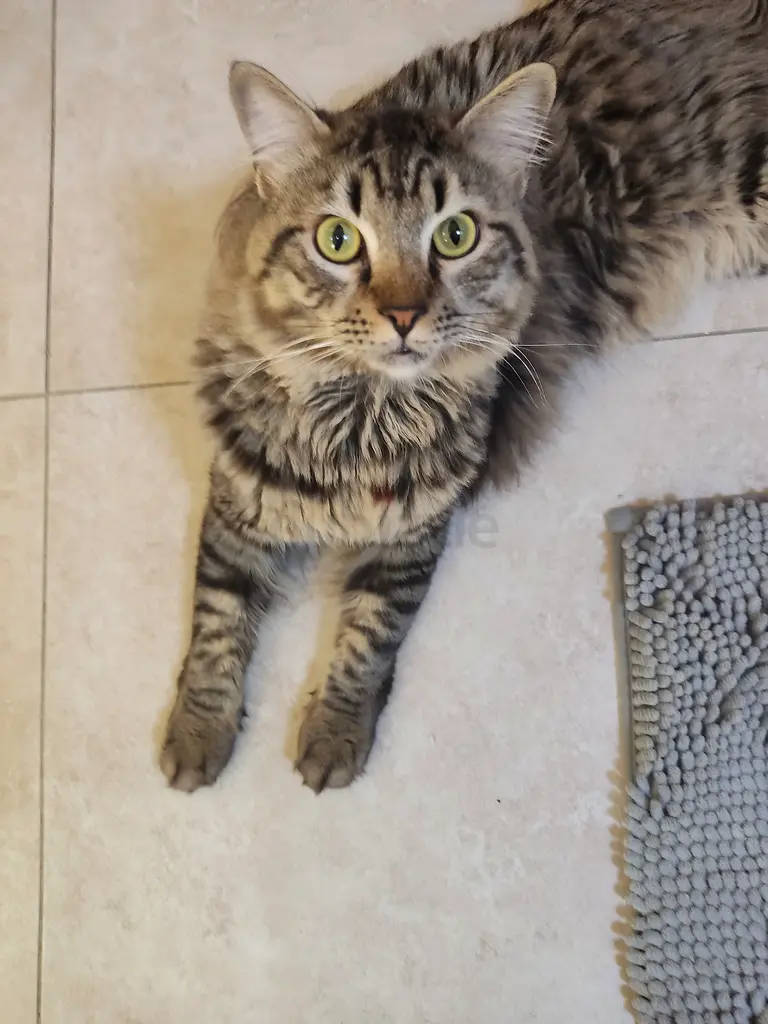 11 month old female cat