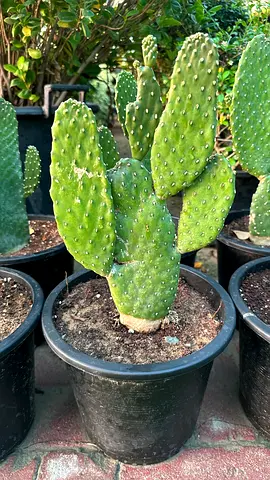 Opuntia ficus-indica ~ Cuctus ~ Outdoor