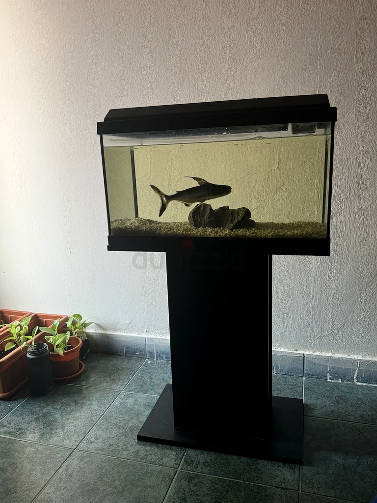 Juwel primo 60 with stand for sale629306492513311126