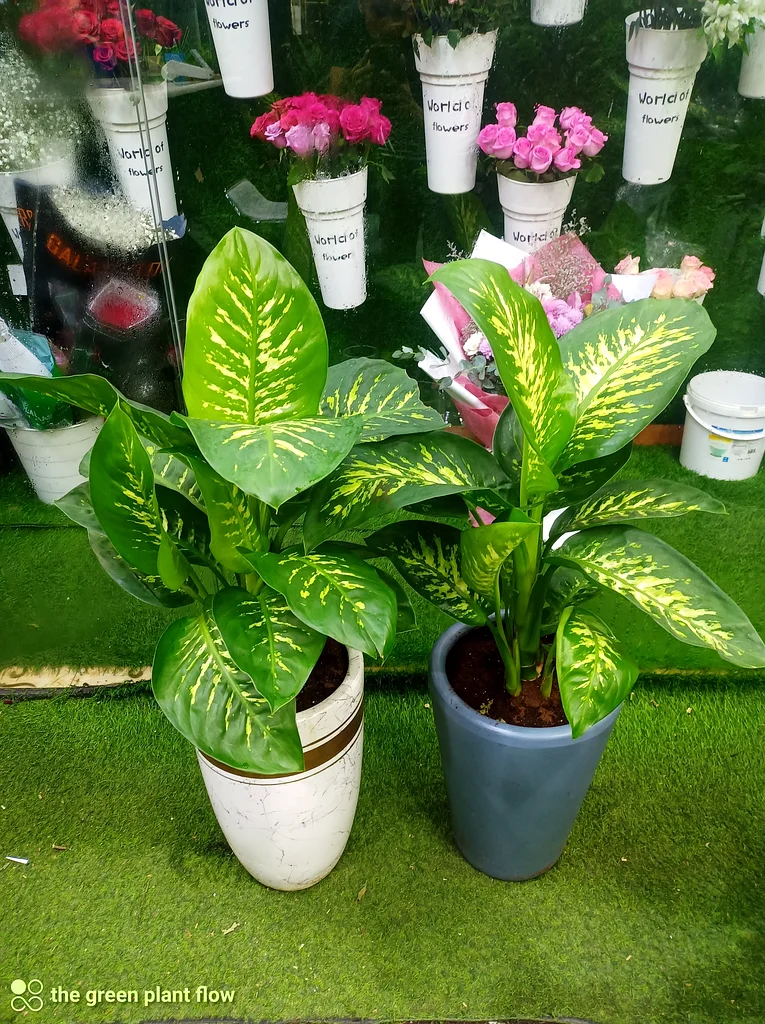 Dieffenbachia indoor plants63219824399618111
