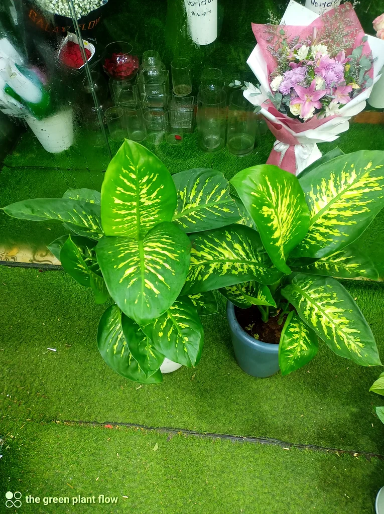 Dieffenbachia indoor plants63219824399618112