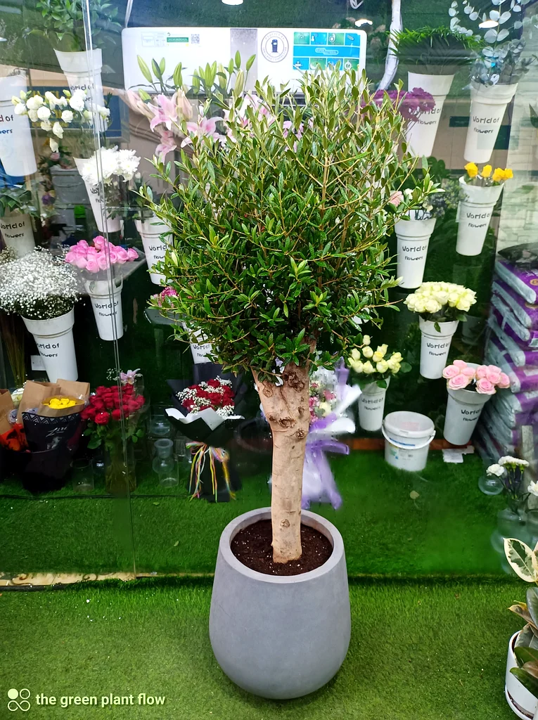 Olive tree indoor and outdoor plants63219824248321111
