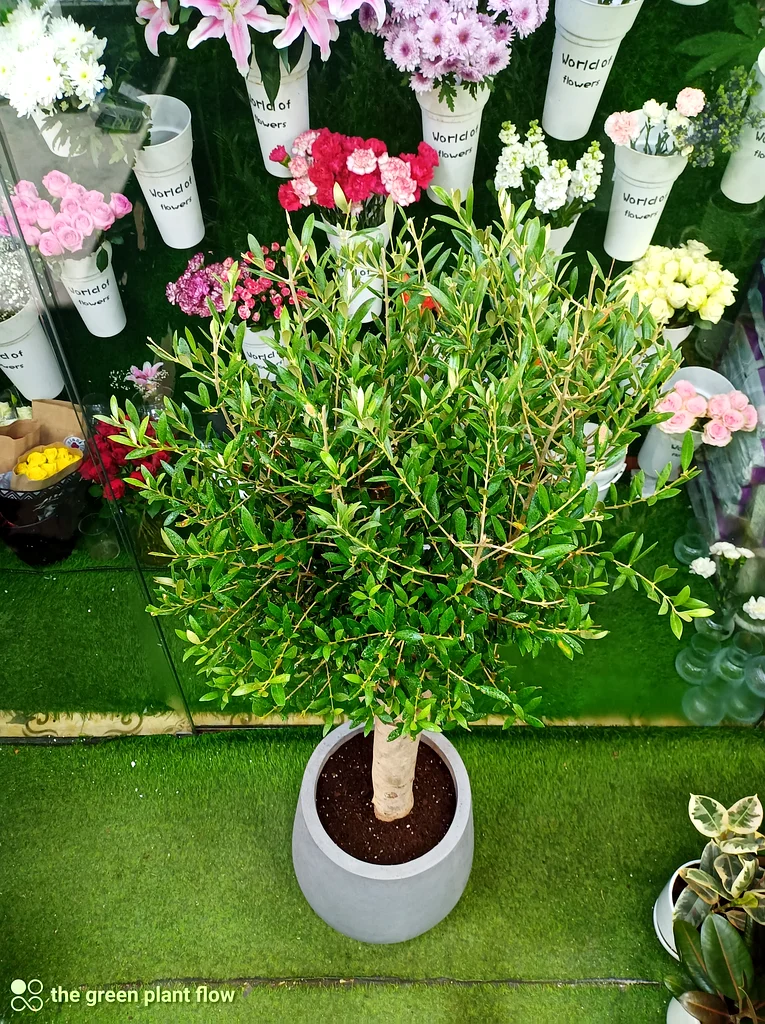 Olive tree indoor and outdoor plants63219824248321112