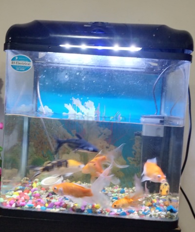 Buy & sell any Aquariums & Fish/Reptile Supplies online - 928 used ...