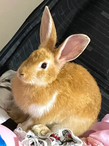 Rabbits & Rodents for adoption in All Cities (UAE) - Find Rabbits ...