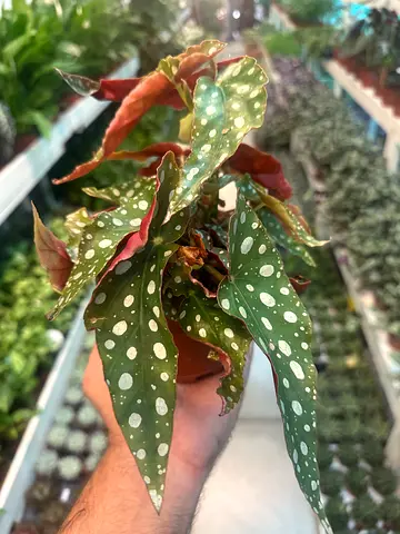 Begonia Maculata ~ 20cm