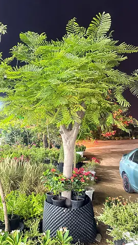 Delonix Regia