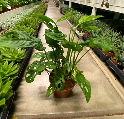 Swiss Cheez Plant ~ Indoor
