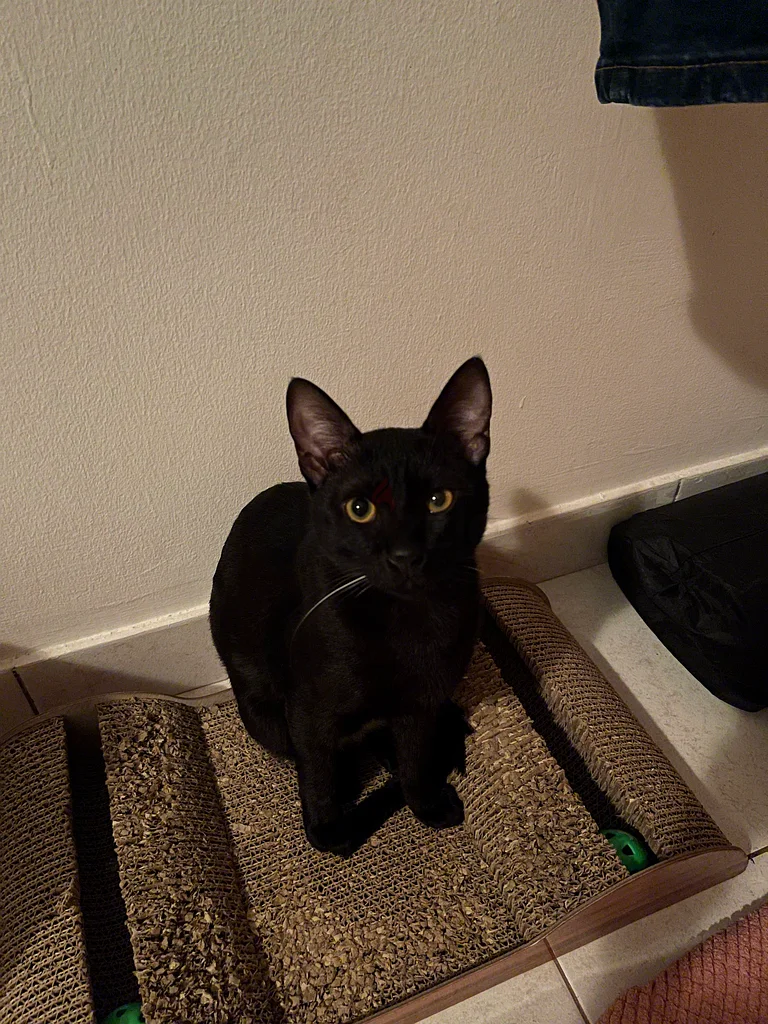 2 years old male cat for free adoption