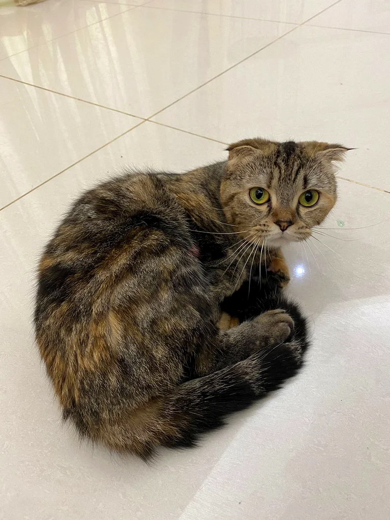 2 years old home cats for adoption